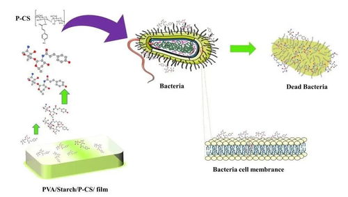 青岛科大李少香教授团队研发新型抗菌膜材料取得重要突破并推动市场化应用